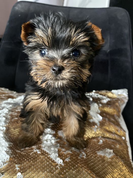 Кучерявий цуцик міні йорк бейбі фейс на подарунок!