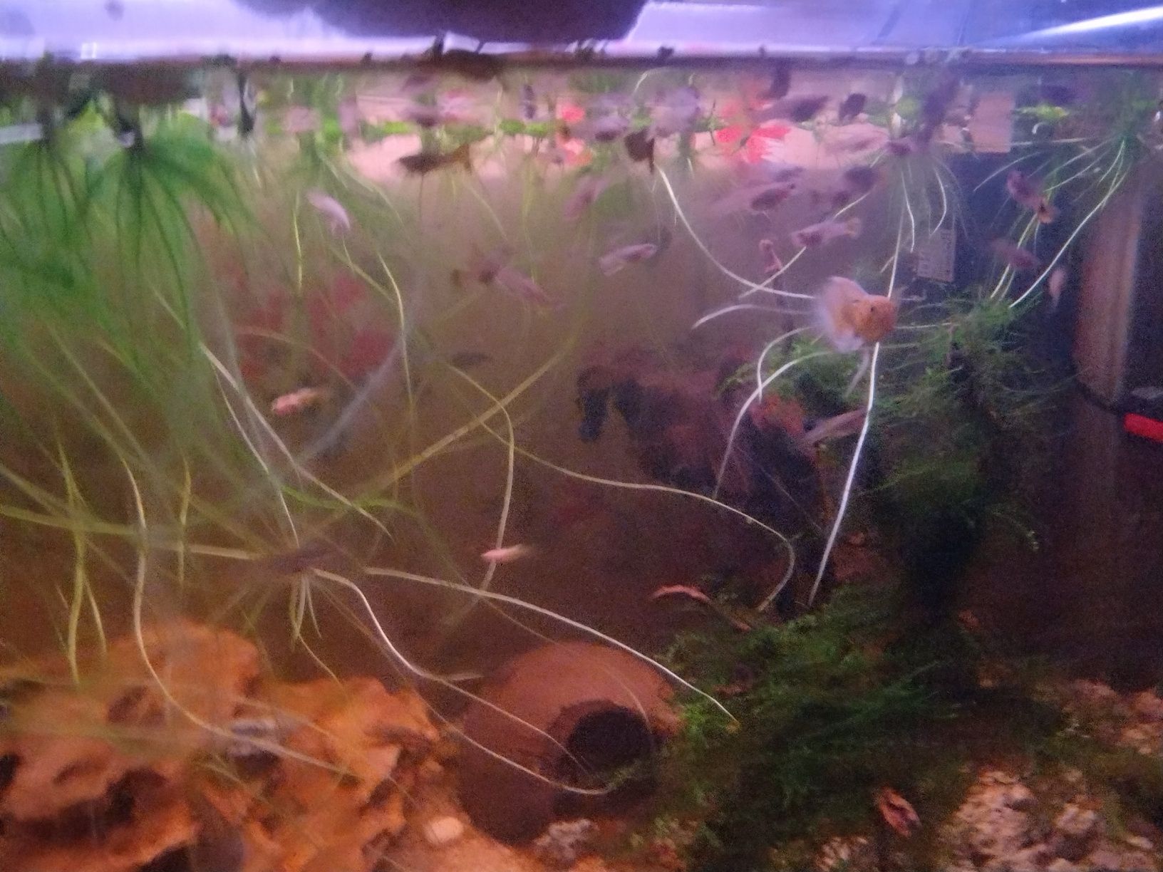 Peixes guppys novos