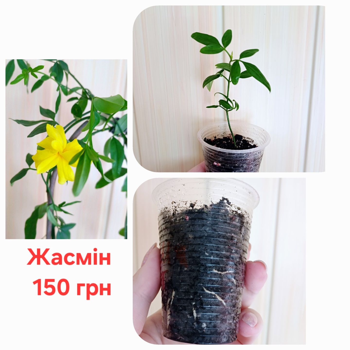 Жасмін Jasminum odoratissimuм