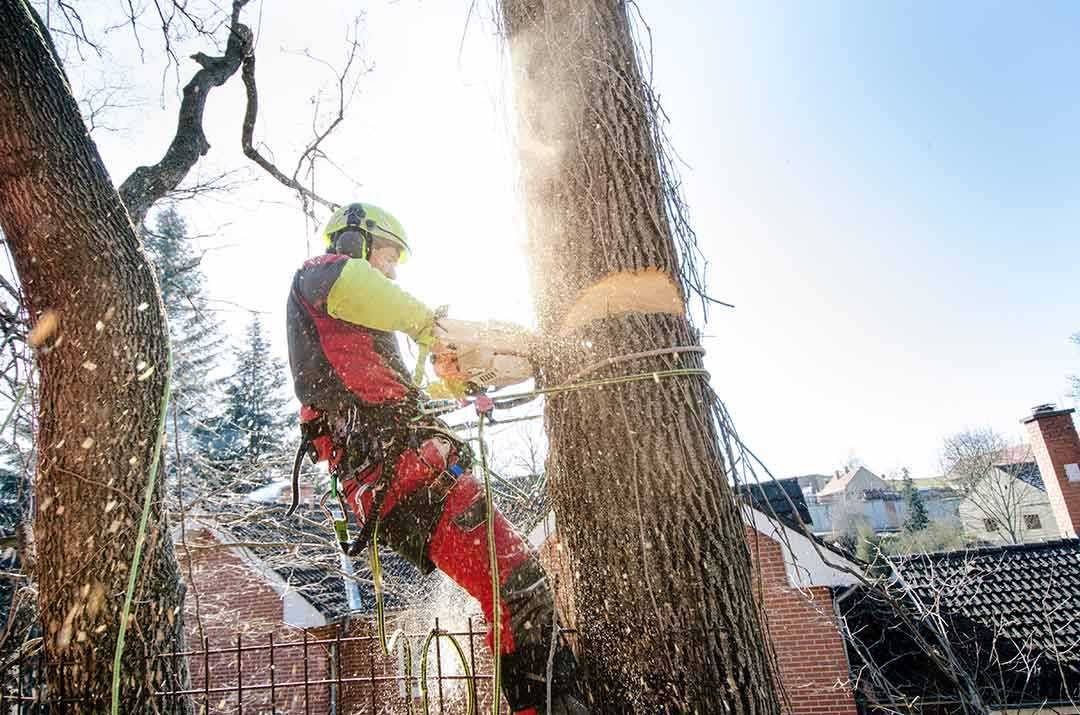 Karczowanie działek wycinka drzew mielenie gałęzi rębak