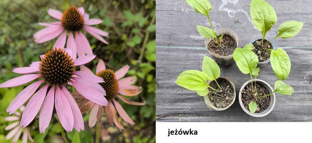 Rudbekia, Jeżówka sadzonka