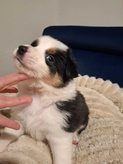 Border Collie szczeniak black tri color