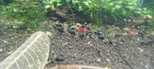 Krewetki caridina mix oe