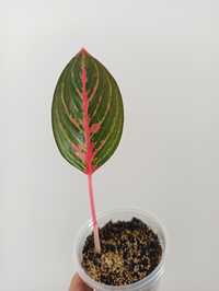 Aglaonema Gamet Coltrane