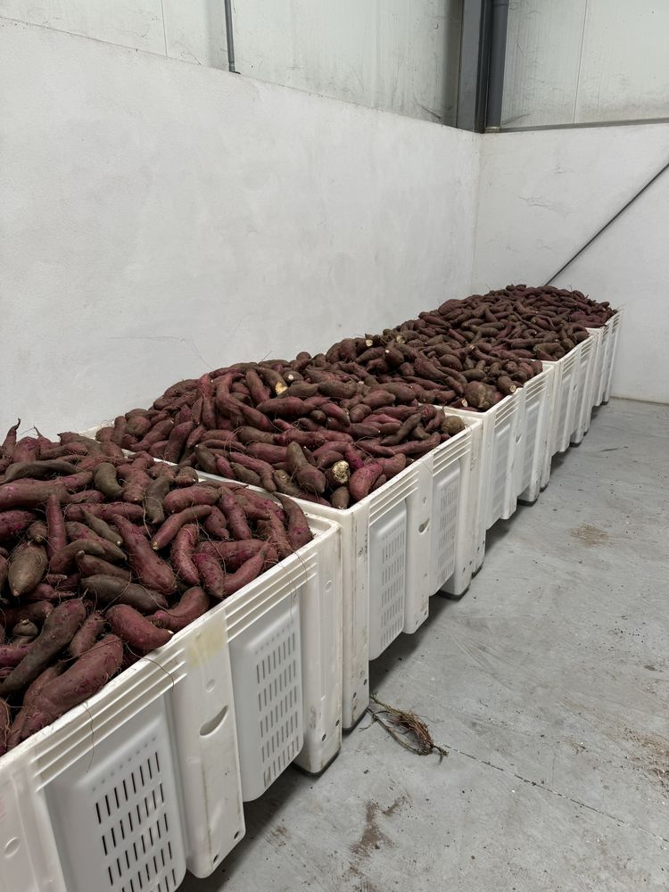 Batata Doce excelente sabor