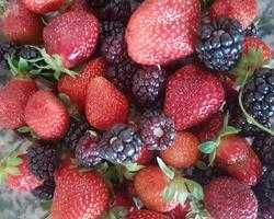 Framboesa preta planta