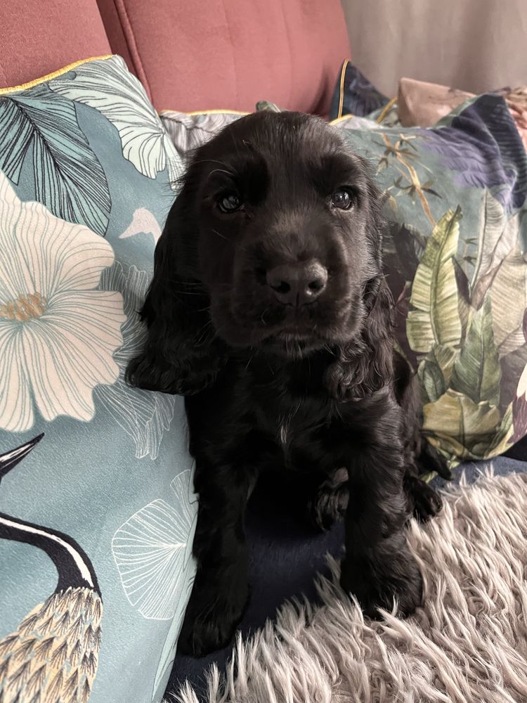 Cocker Spaniel Angielski - rodowód, trening czystości!!