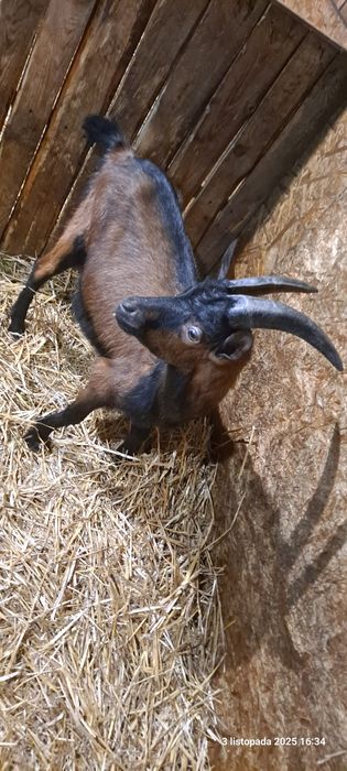 Koziołek kozioł cap krycie Alpejski