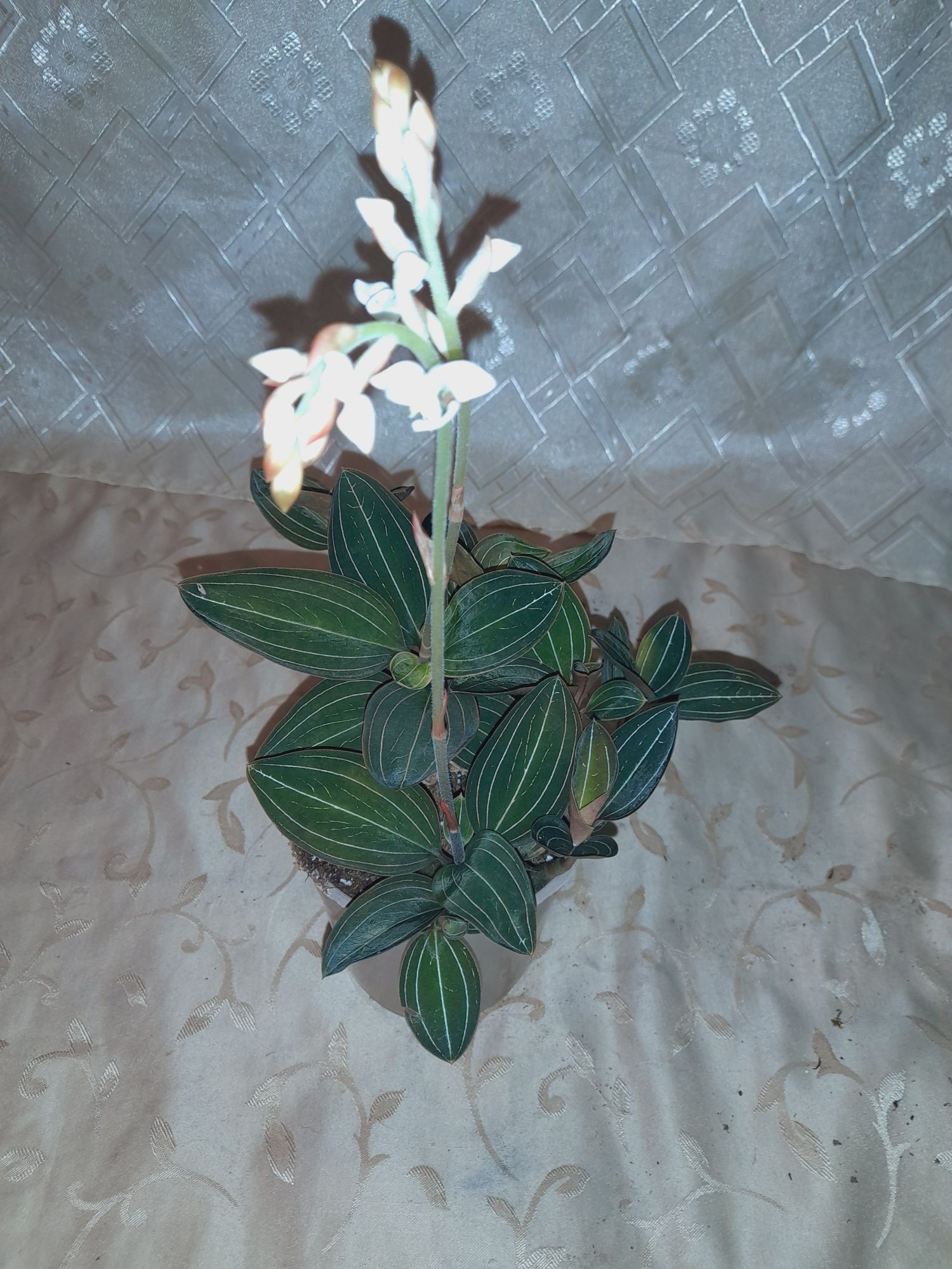 Продаётся Драгоценная орхидея Лудизия