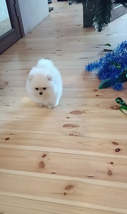 Шпіцулі зі Львова дівчатка!