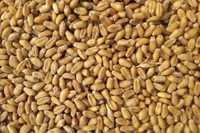 Продам пшеницю врожай 2023р