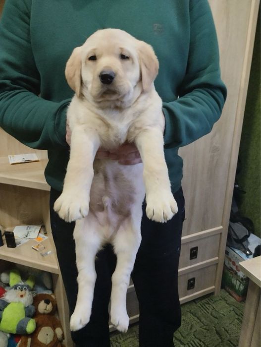 Продам цуценят Лабрадорів