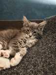 Kocurek Maine coon