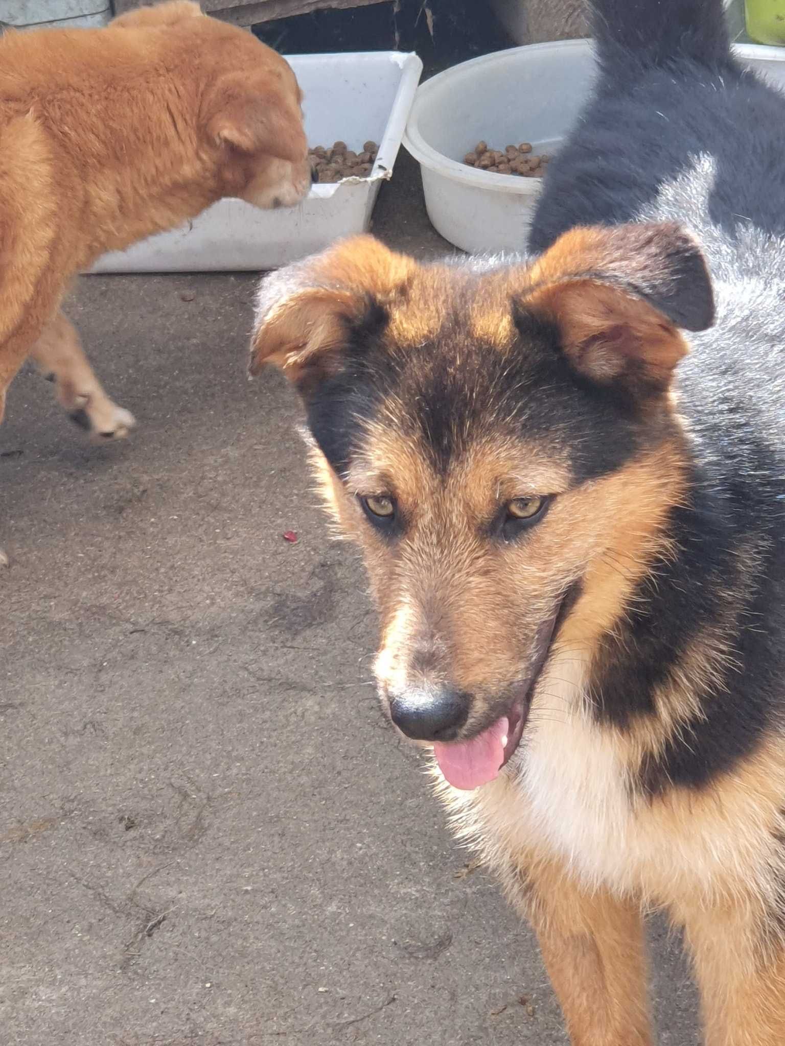 Cão Porte Pequeno (12kg) Para Adoção (Alfredo)