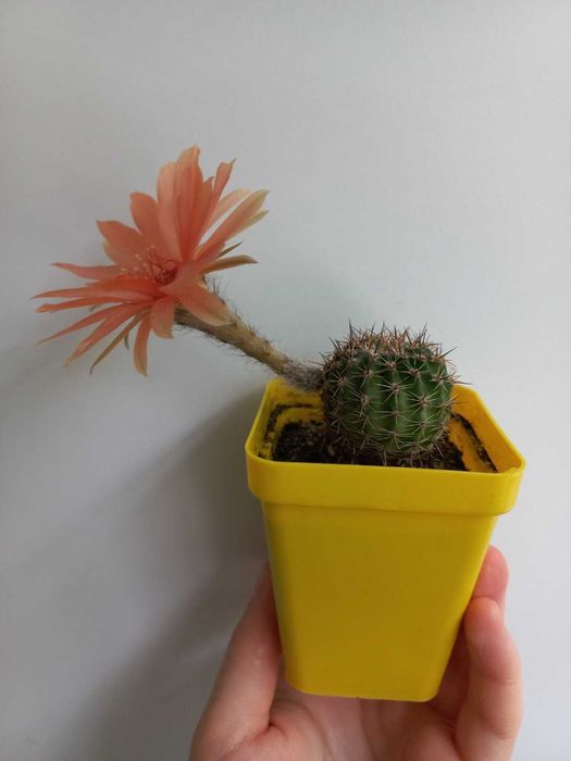 Кактус (сукулент) акантокаліціум для флораріума