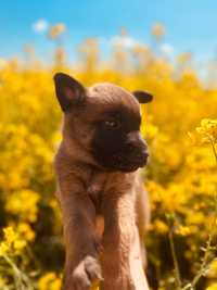 Owczarek Belgijski Malinois ZKwP/FCI szczeniak