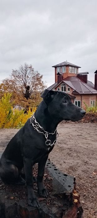 Віддам собачку в гарні руки!