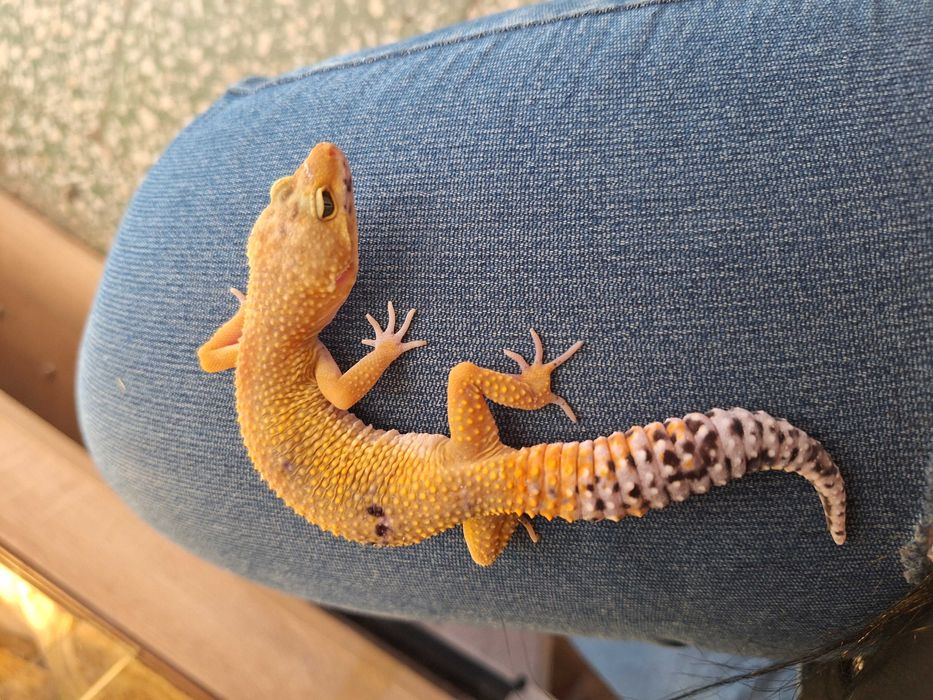 Gekony lamparcie młode