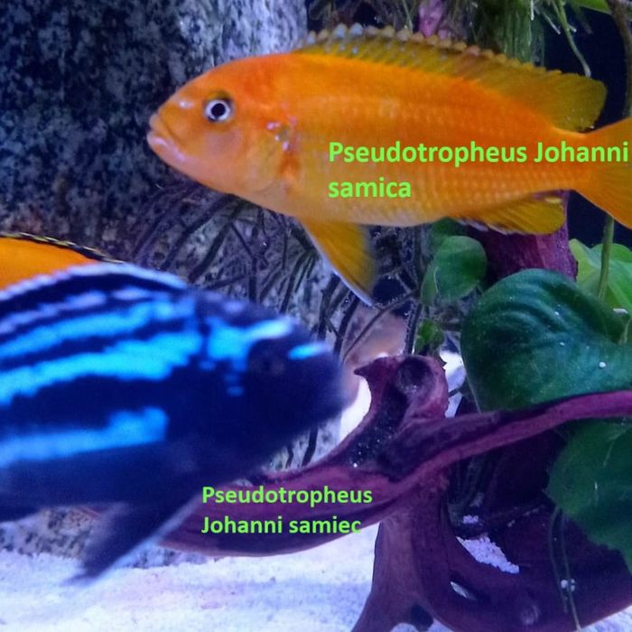 Pyszczaki jezioro Malawi , Hodowla Pyszczaków Toruń