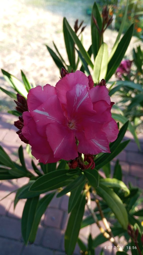 Oleander duży kwitnący