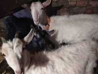 Козенята і кози молочних порід, Вінницький район, Якушинецька громада