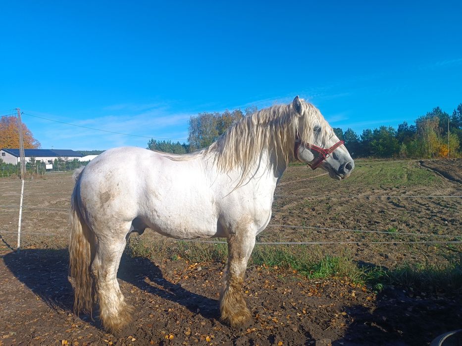 Piękny ogier perszeron.