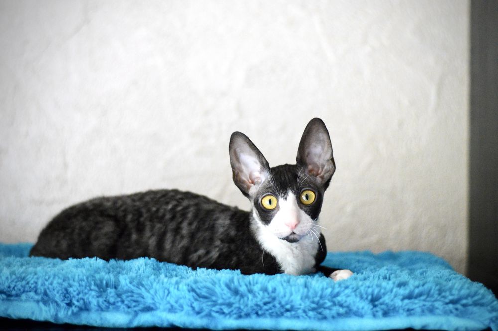 Prześliczna koteczka Cornish Rex