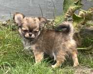 Chihuahua długowłosy FCI