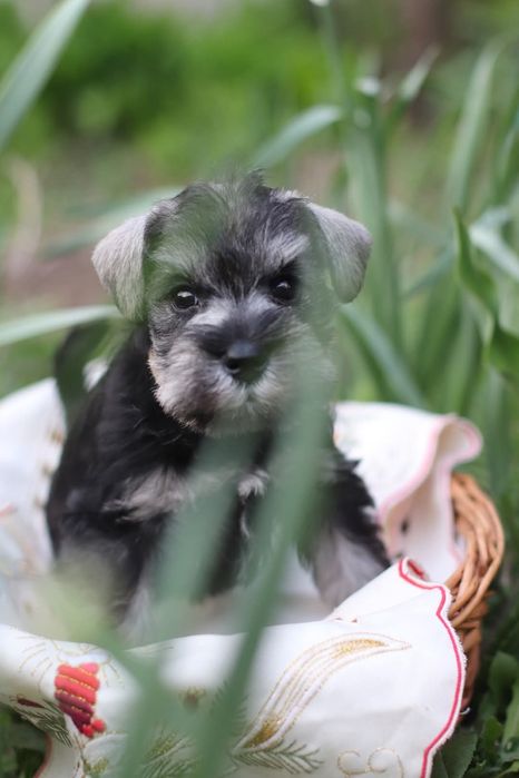 Перцовый антидепресант