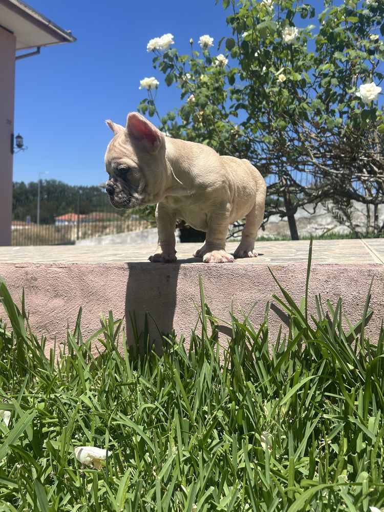 Bulldog frances Menino
