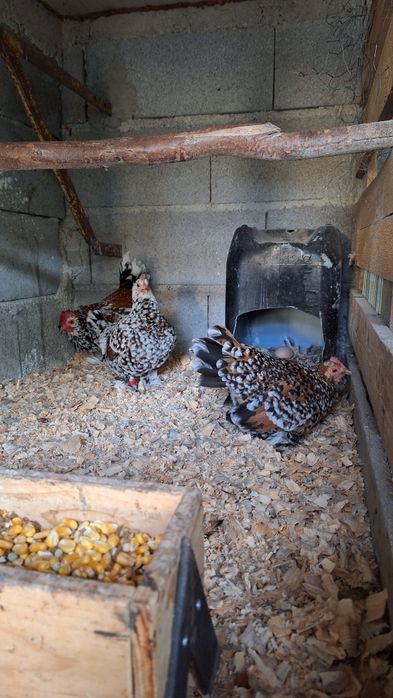 Trio Calçada holandesa