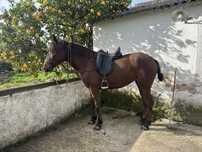 Egua, letra P, 160cm altura