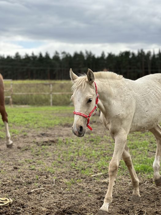 Sprzedam izabelowatego odsadka klacze po Bandosie