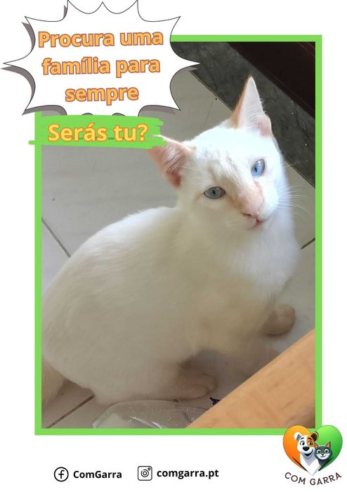 Gatinhos para adoção