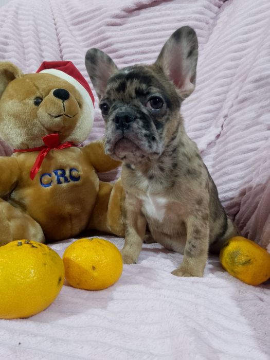 Продаж французьких бульдогів