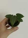 Anthurium papi Marie X flat sinus RL x FS