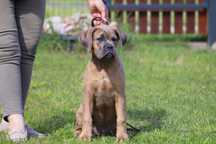 Płowy samiec szczenię Cane Corso Italiano
