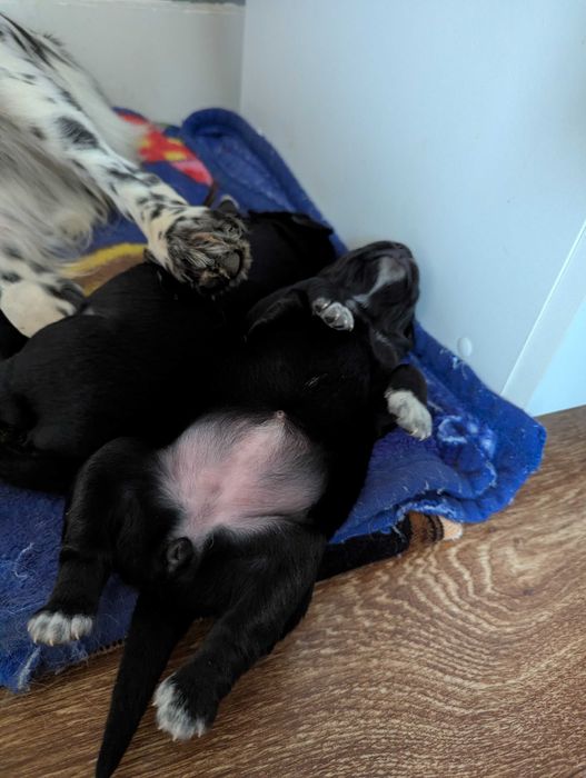 Цуценята руського спаніеля