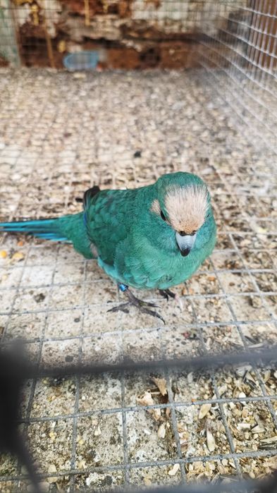 Para cedência Kakarikis e Caturras