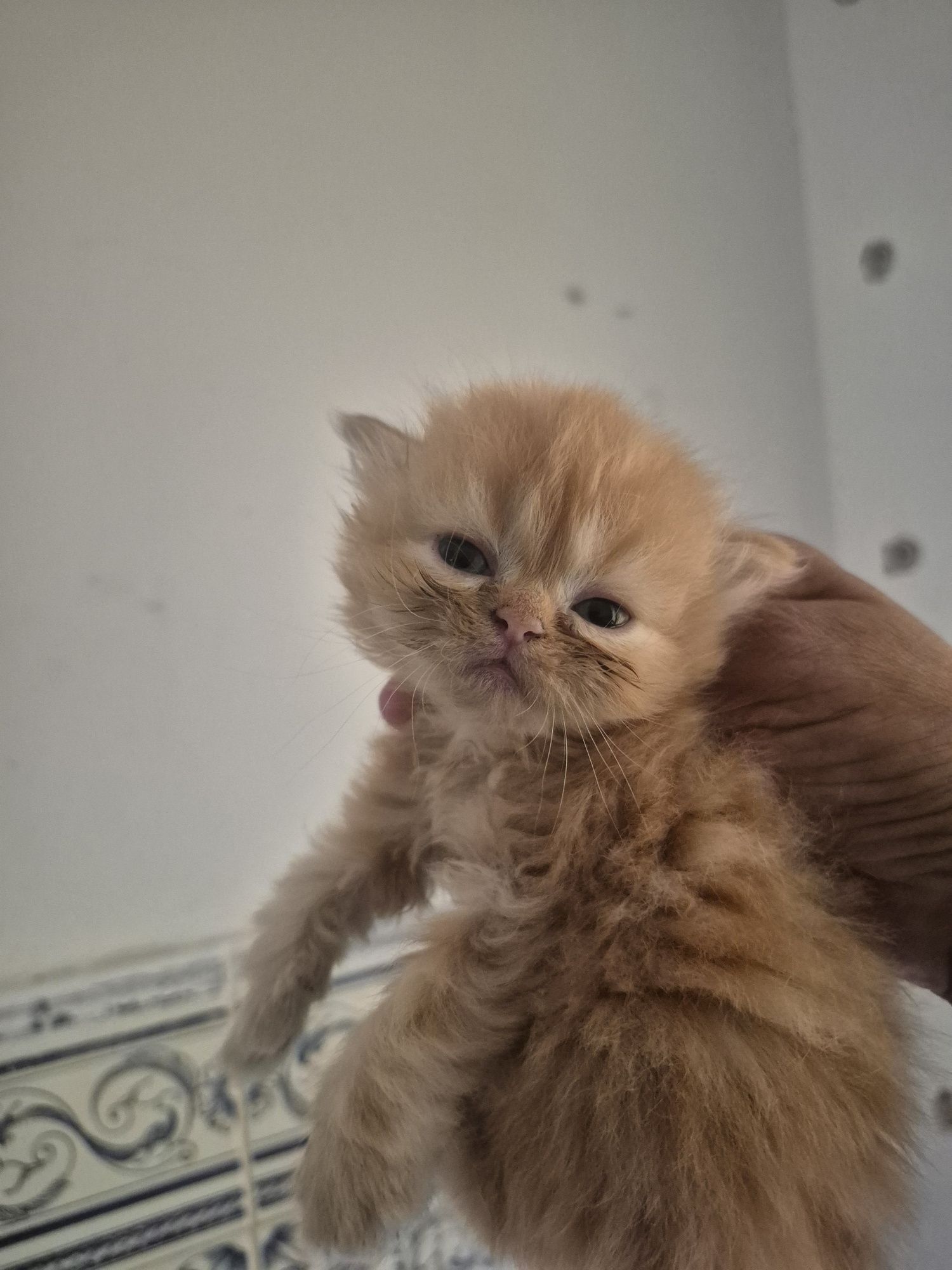 Menina persa laranja