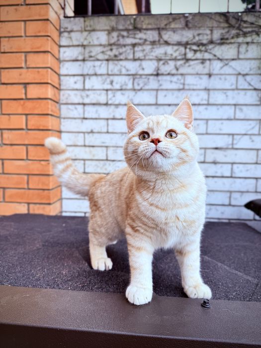 Шотландского мальчика