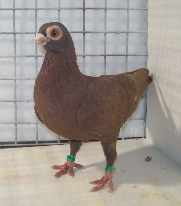 Brodawczak , brodawczaki