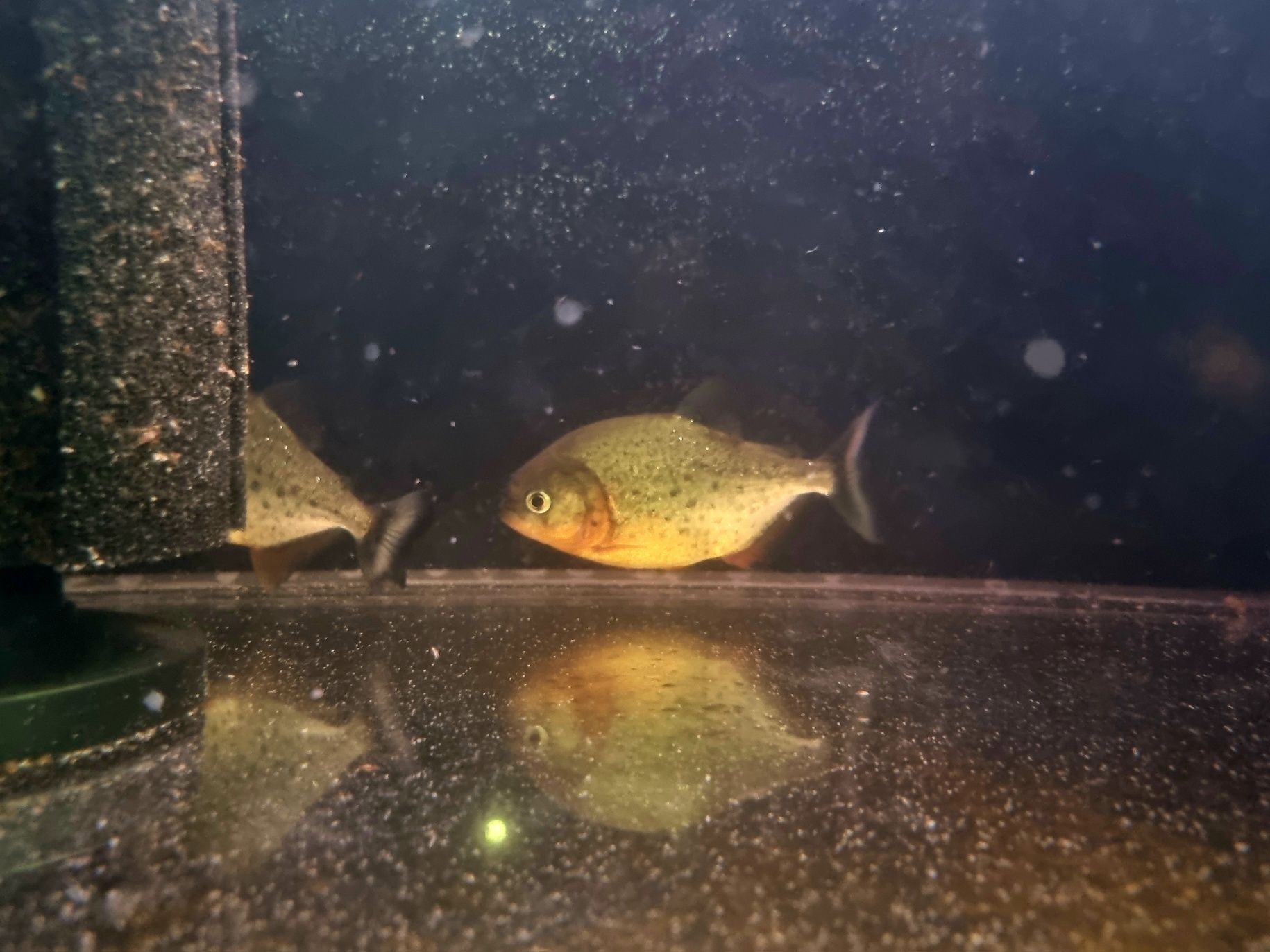 Pirania Natterera/ pirania czerwona (mięsożerna)