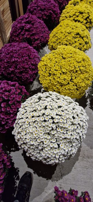 Chryzantemy drobnokwiatowe donica