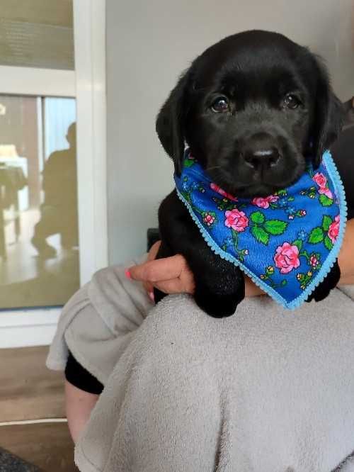 Labrador Retriever