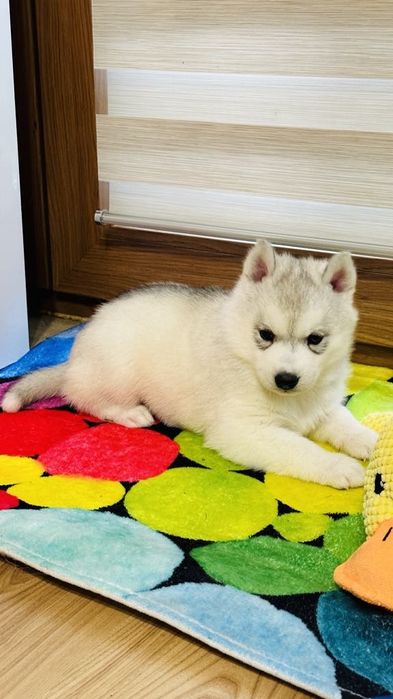 Szczenięta siberian husky najwyższej klasy ZKwP FCI