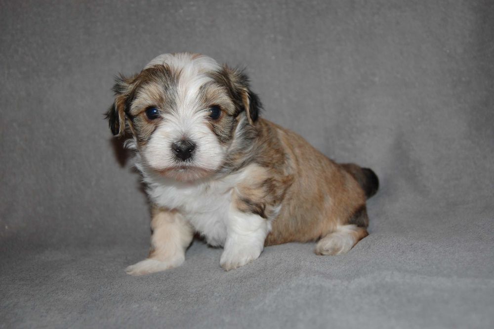 Hawańczyk piesek ZHPR