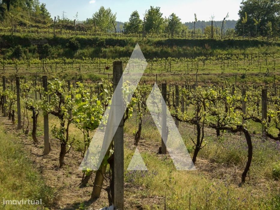 Vinhas Produtivas à Venda em Jugueiros, Felgueiras