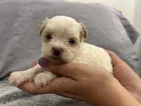 Yorkshire Terrier golddust samiec
