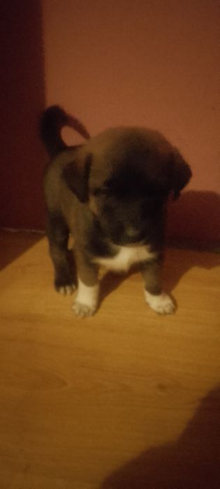 Szczeniaczek do oddania